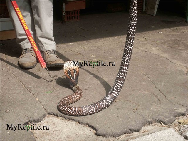 Индийская кобра (Naja naja) 
