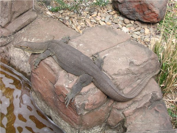 Varanus mertensi