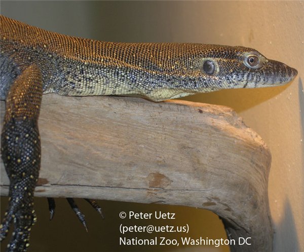 Varanus mertensi