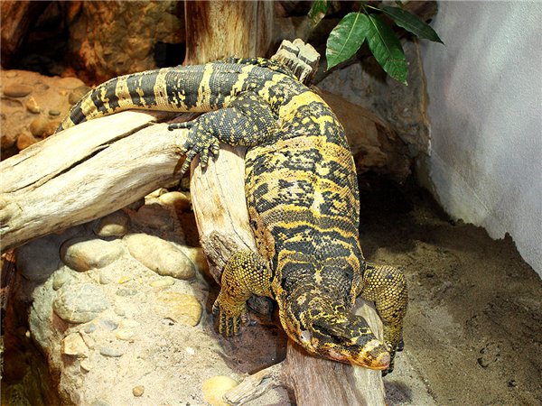 Varanus cumingi